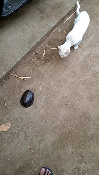 Donatelo & stranger cat