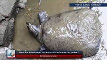 Muere una de las tortugas más amenazadas del mundo solo quedan 3