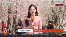 전국 최대 봄꽃 축제…62회 맞은 '진해군항제'