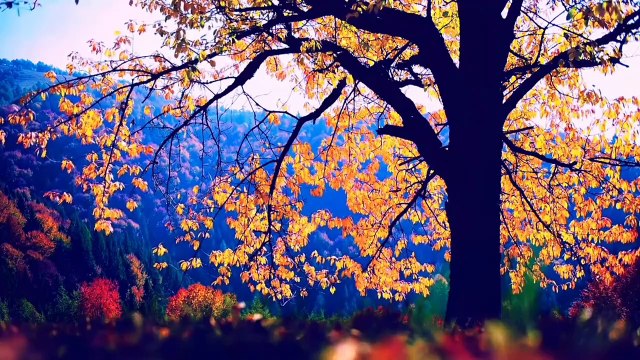 Âm nhạc thư giãn trị liệu với cảnh đẹp nhân gian - Bản hòa tấu thiên nhiên cảnh đẹp