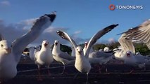 Seagulls find fame after photobombing London traffic cam