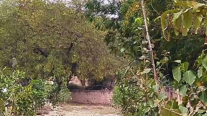 सुखाराम ने 10 हजार से अधिक पौधे लगाकर बना दिए पेड़