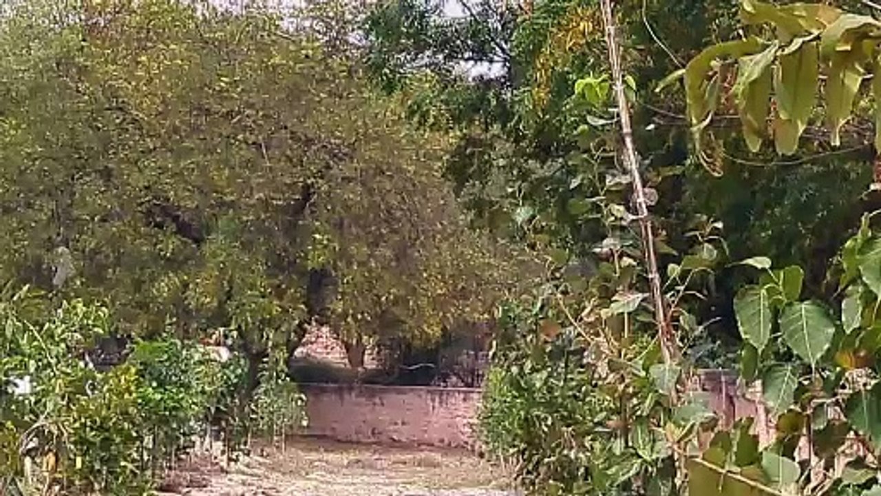 सुखाराम ने 10 हजार से अधिक पौधे लगाकर बना दिए पेड़