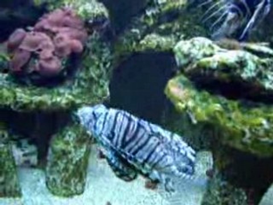 Aquarium Cap d'Agde 6