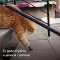 Un gato vuelve a andar gracias a unas patas de titanio