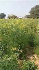 किसानों को रास आ रही सौंफ की खेती, आमदनी बढऩे हुए खुशहाल