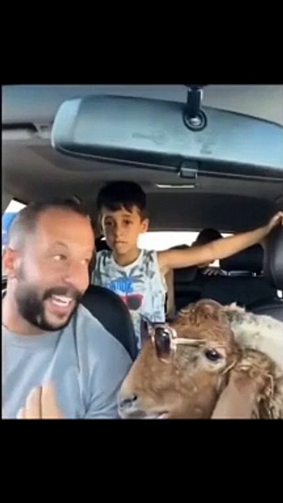 Funny  video