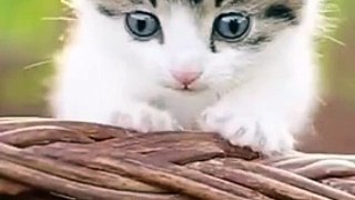 FUNNY CATS and DOGS & Animals 2024 - Funniest Animals Videos - New Funny Cats and Dogs Videos 2024