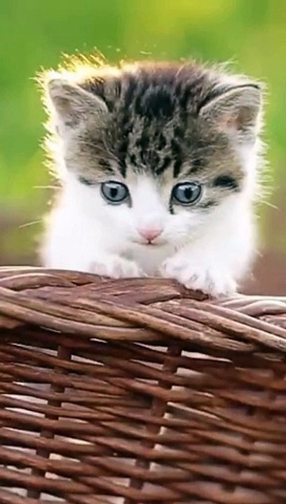 FUNNY CATS and DOGS & Animals 2024 - Funniest Animals Videos - New Funny Cats and Dogs Videos 2024