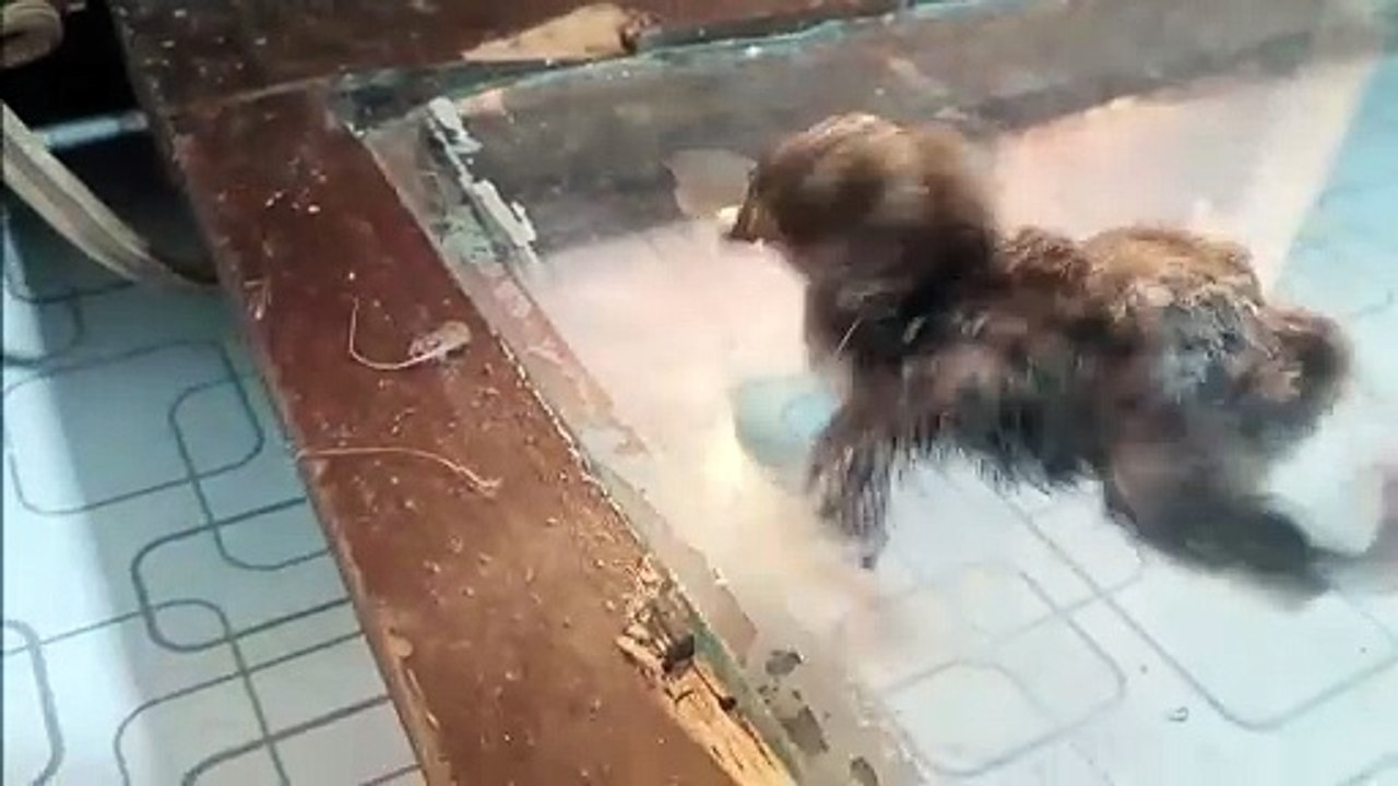 Egg Hatching in Incredible chick __ Handmade incubator Result __ Incredible chicks