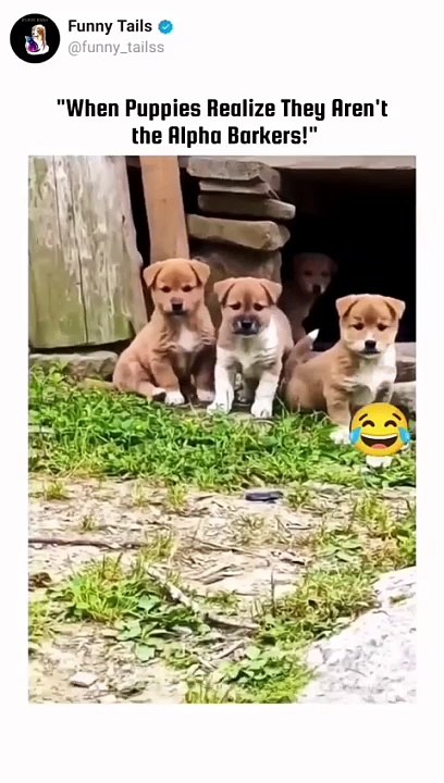 puppies
