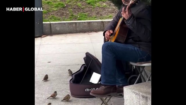 Sokak sanatçısını dinlerken mest olan serçeler izlenme rekoru kırdı: ''Dakikalarca beklediler''