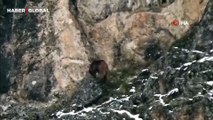 Hayvanların da dengesi bozuldu! Kış uykusundan uyanan ayılar, kışa yakalandı