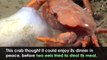 #VIRAL: Cangrejo contra anguila en increíble PELEA por comida de aguas profundas