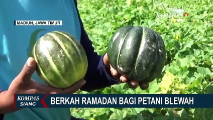 Petani Blewah di Madiun Ketiban Berkah Ramadan 2024