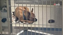 La photo de ce chien de refuge « épuisé » d’être seul brise le coeur des Internautes
