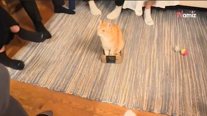 Elle organise une soirée entre amis : son chat lui vole la vedette