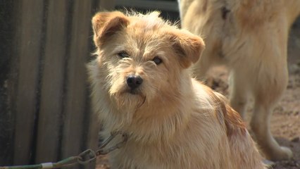 오늘은 '국제 강아지의 날'..."사지 말고 입양하세요" / YTN