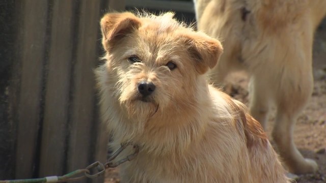 오늘은 '국제 강아지의 날'... 사지 말고 입양하세요 / YTN