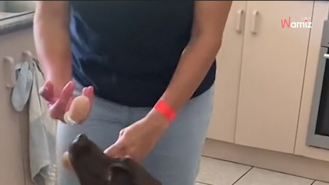 Le doigt fracturé de sa maîtresse ressemble au jouet préféré de ce chien : ce moment de confusion est hilarant