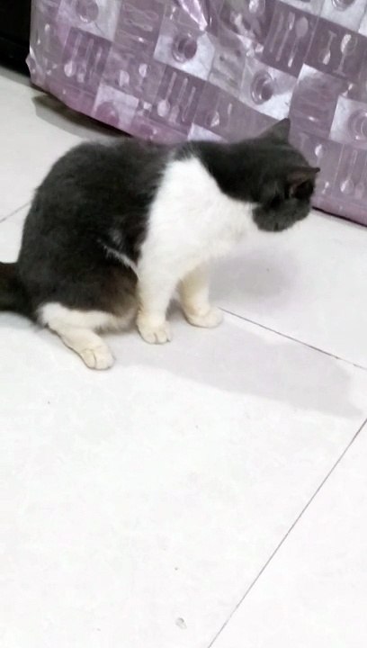 Silent cat