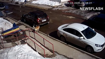 La bataille épique d’un chat héroïque contre sept chiens