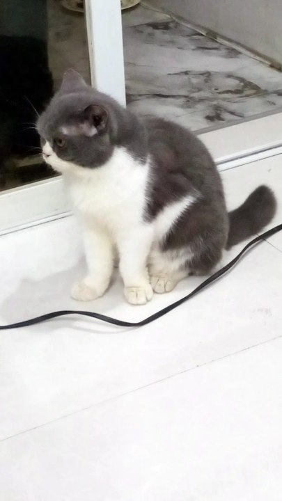 silent cat 2
