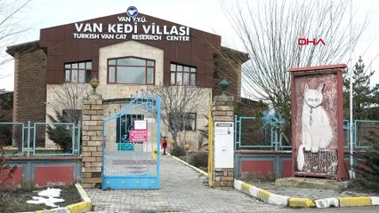 2024'ün ilk yavru Van Kedileri dünyaya geldi