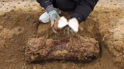 산불 피해지에 희소식...고가의 버섯 '복령' 수확 성공 / YTN