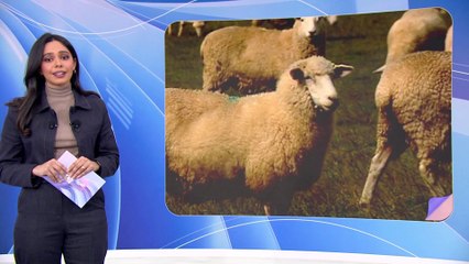 براءة إيلون ماسك من تهمة قتل آلاف الحيوانات في التجارب العلمية