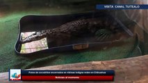 Fotos de cocodrilos encerrados en vitrinas indigna redes en Chihuahua