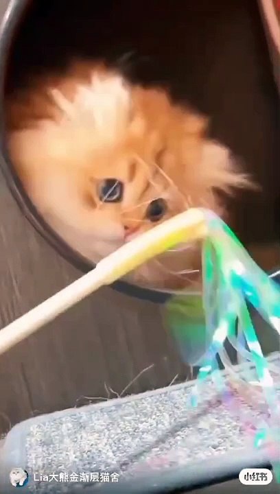 Kitten 