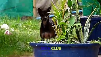 "Pranking with a Fake Lion: Real Dog's Reaction Shocking!"