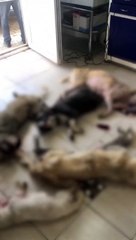 Nerede o insan sevmeyen hayvansever görünümlüler! CHP’li belediyede hayvan katliamı