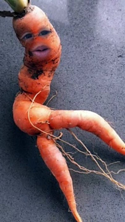 Drôle carottes