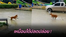 ความสุขเล็ก ๆ ของน้องหมา เจอฝนฉ่ำดี๊ด๊าเหมือนได้ปลดปล่อย