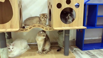 funny cats running away from big ball