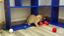 funny cats playing with 1000 balls