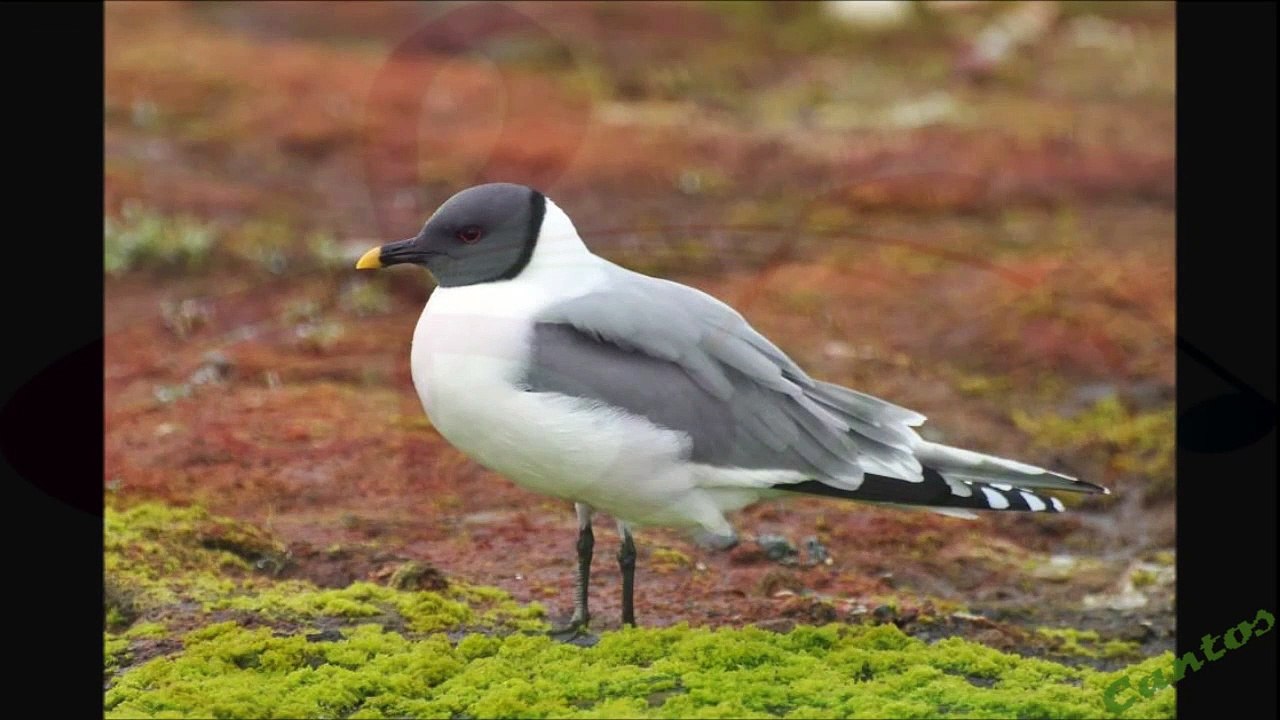 Canto de La Gaviota de Sabine