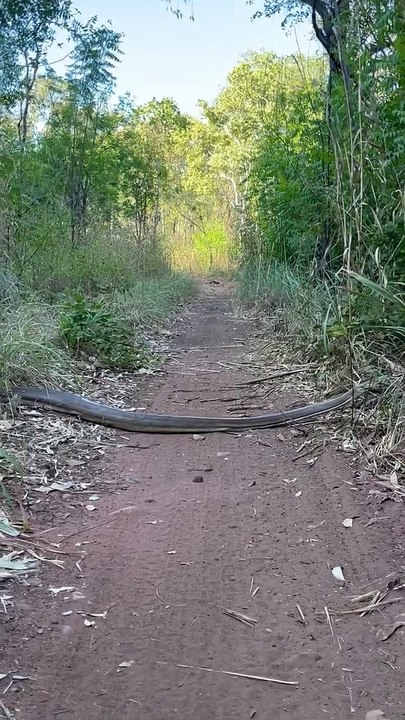 Olive Python glisse dans Bush