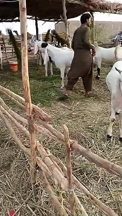 Bakra mandi part