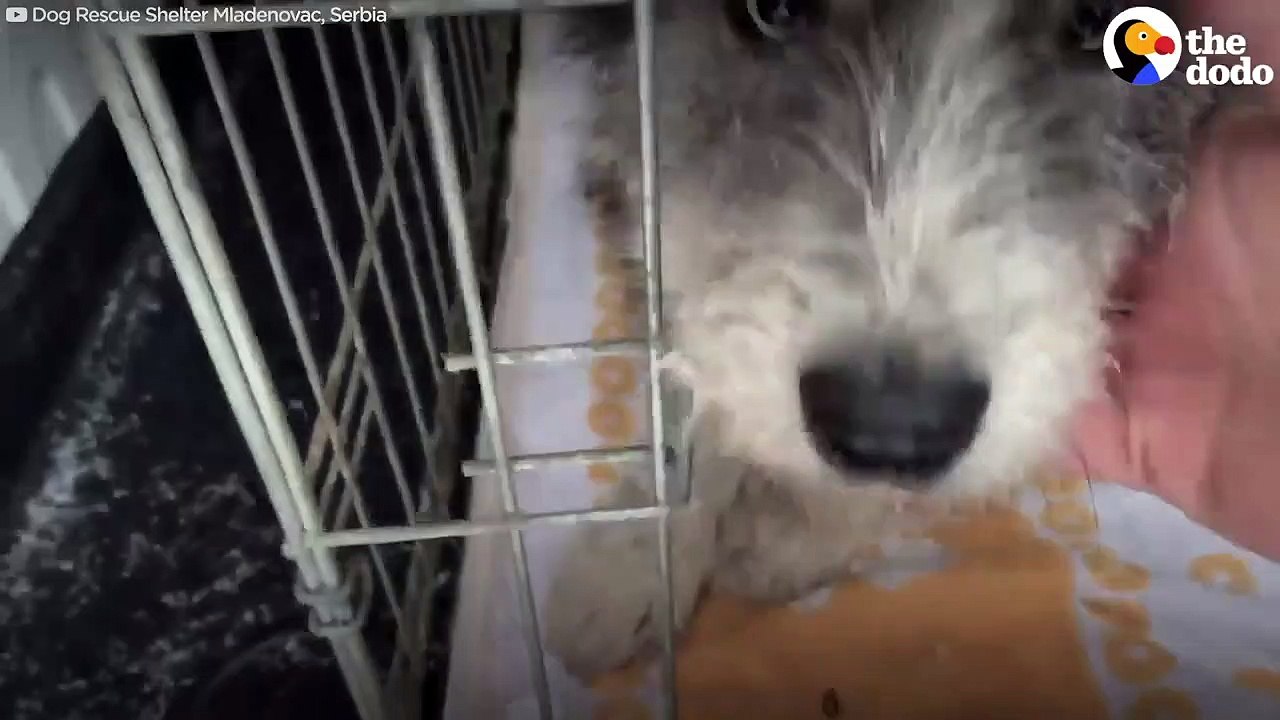 Brave mama dog asks strangers to save her babies