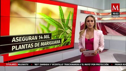 En Michoacán, la Guardia Civil aseguró 14 mil plantas de mariguana