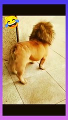 Hilarious Short Video Guaranteed to Make You Laugh 😂