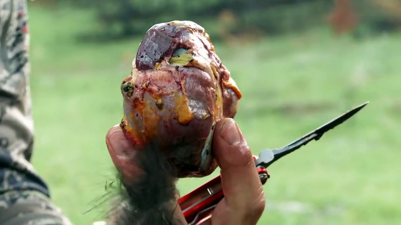 MeatEater Montana Wild Turkey video Dailymotion