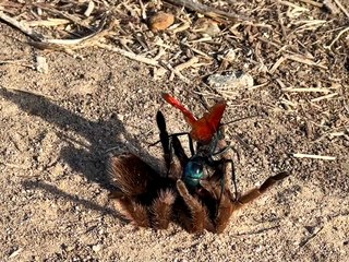 Tarantula Hawk Takes Down Tarantula