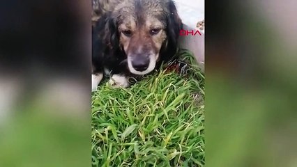 Beylikdüzü'nde bulunan Karamel adlı köpek Fransa'da sahiplenilecek