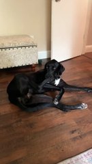 Puppy Nibbles on Her Own Foot