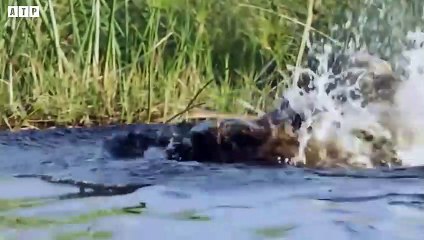Wild Dogs Killed by Male Lion and Crocodile - Animal Fighting   ATP Earth