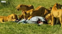 Young Lion Take Down Zebra and Eat Alive - Animal Fighting   ATP Earth